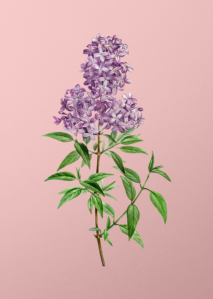 Vintage Violet Flower Pink