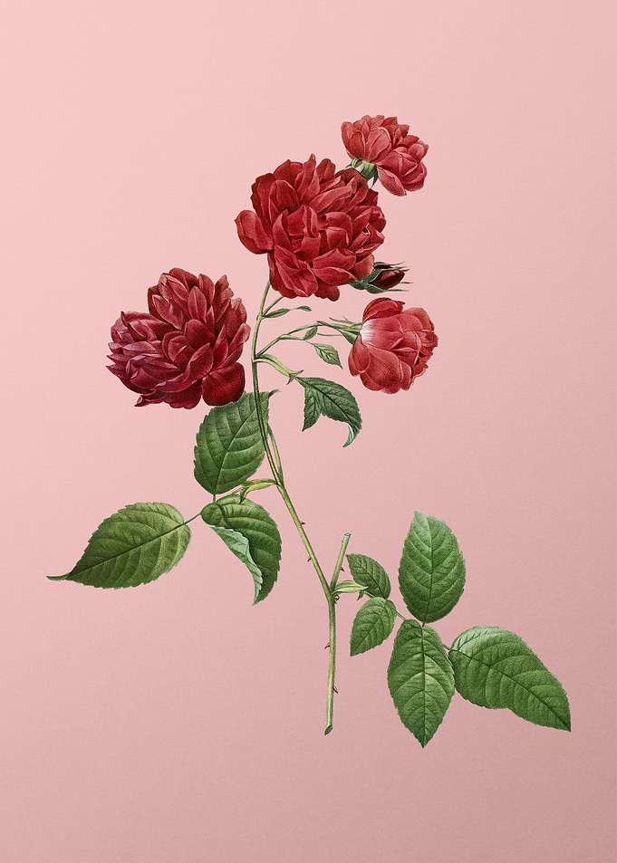 Red Cabbage Rose in Bloom