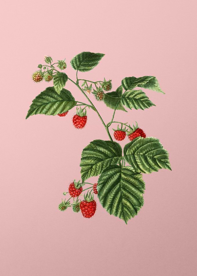 Vintage Fruit on Pink