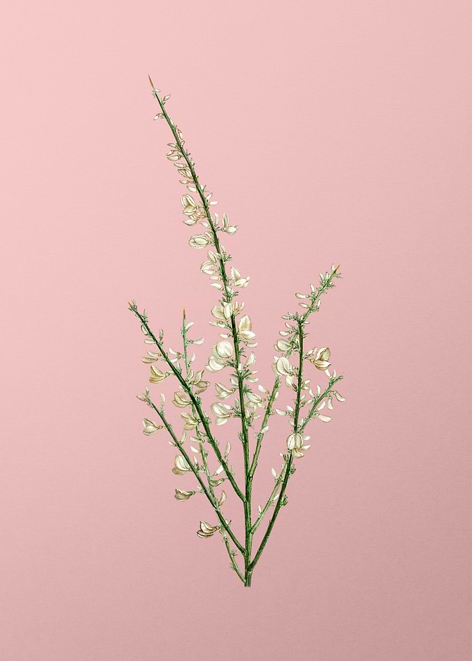 White Flower Blanc Pink