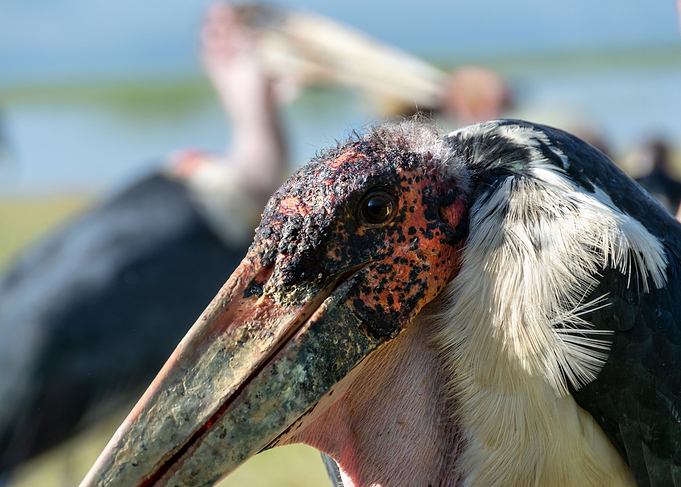 peak of bird