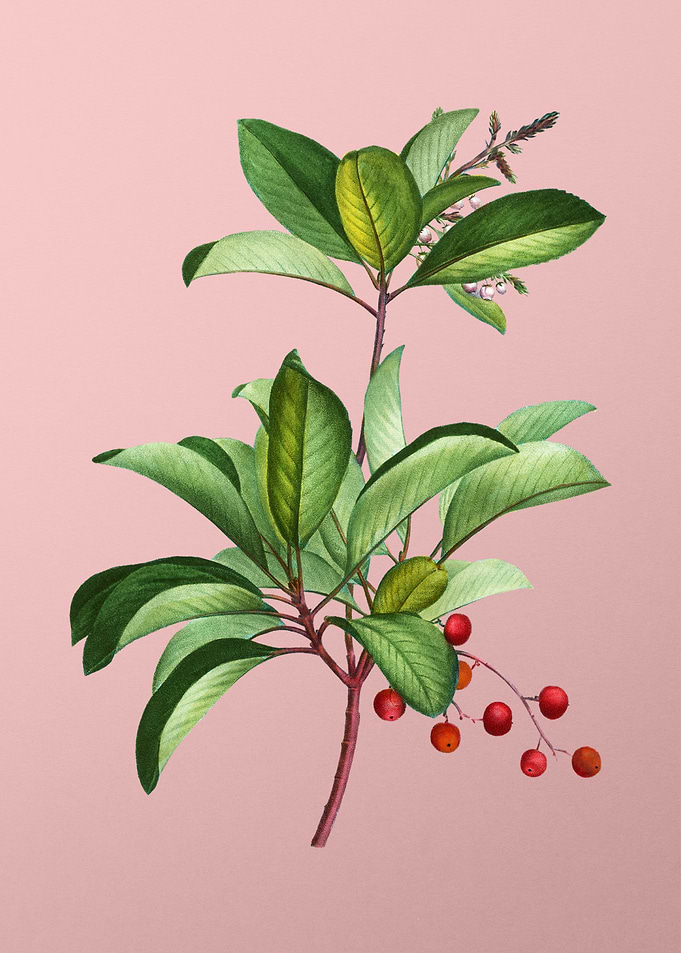 Fruit Illustration on Pink