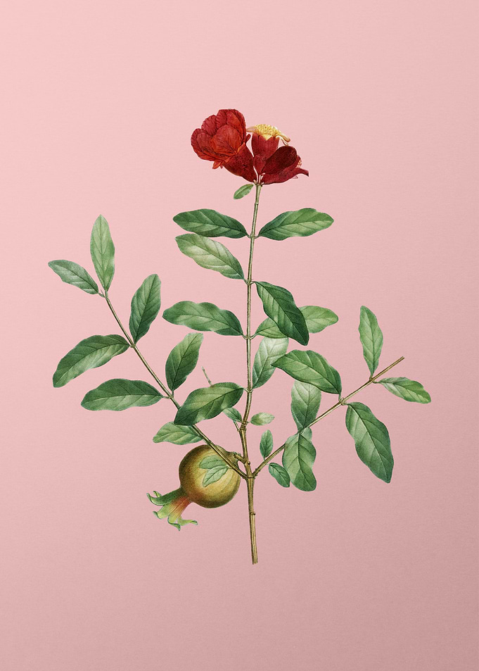 Scarlet Flowers on Pink
