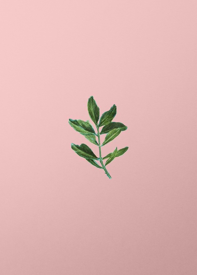 Vintage Botanical on Pink