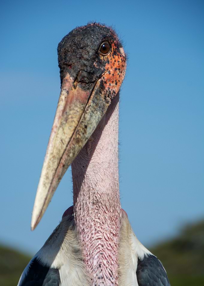 bird head
