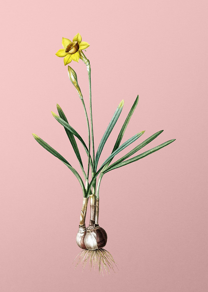Narcissus Gouani