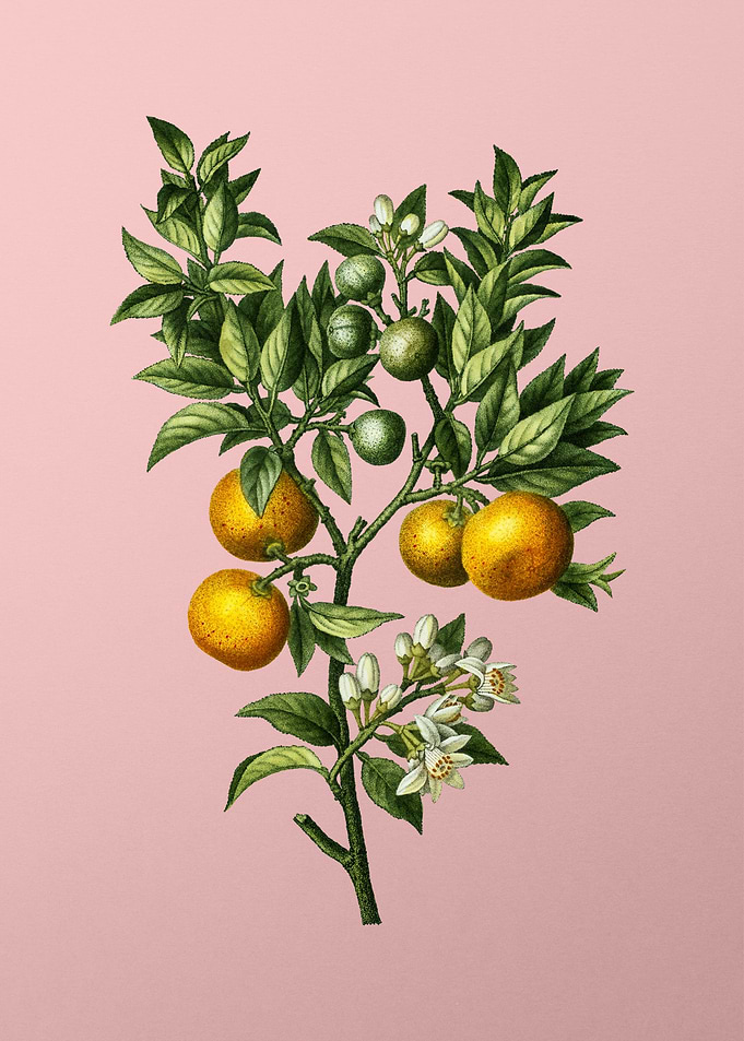 Vintage Fruit on Pink