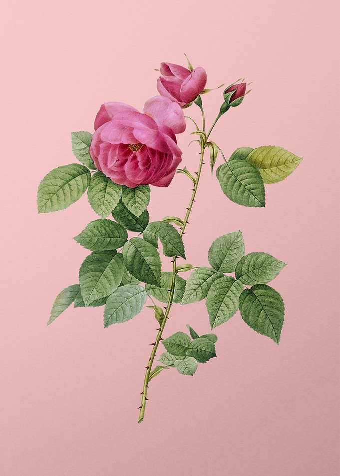 Pink Bourbon Roses