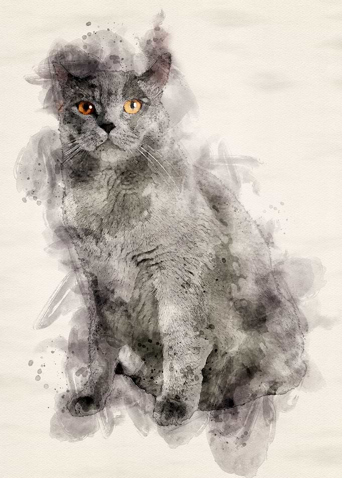 British Blue Cat