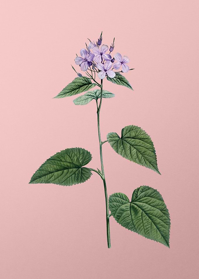 Morning Glory Flower