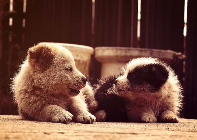 Happy Puppies