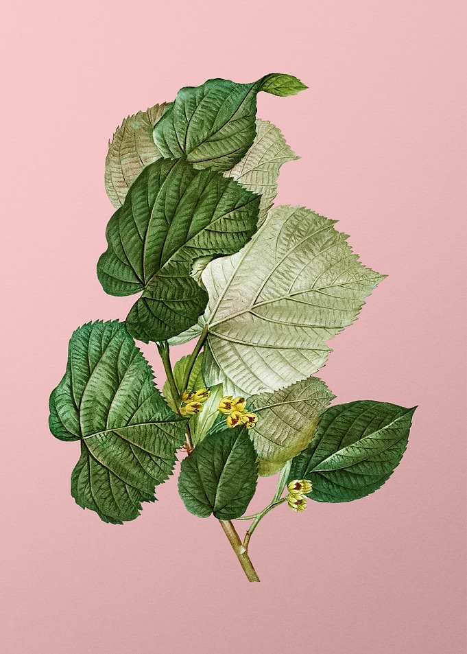 Vintage Botanical on Pink
