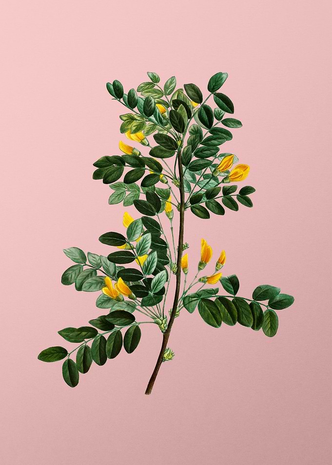 Yellow Flower on Pink
