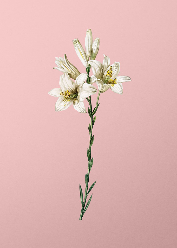 Madonna Lily on Pink