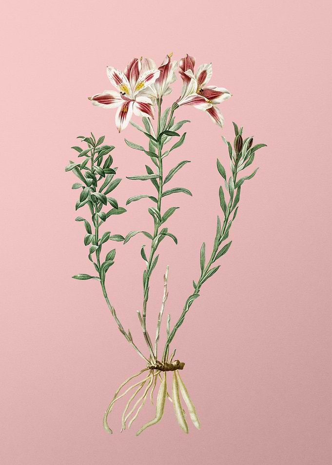 Lily of the Incas on Pink
