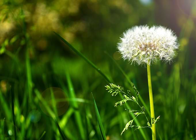 Nature Perspective