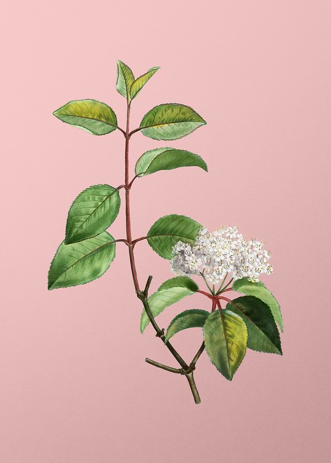 White Flowers on Pink
