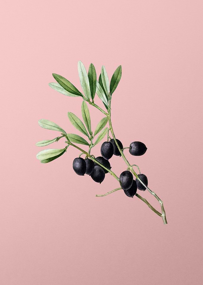 Vintage Fruit on Pink