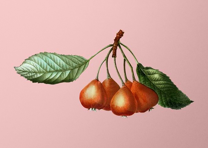 Vintage Fruit on Pink