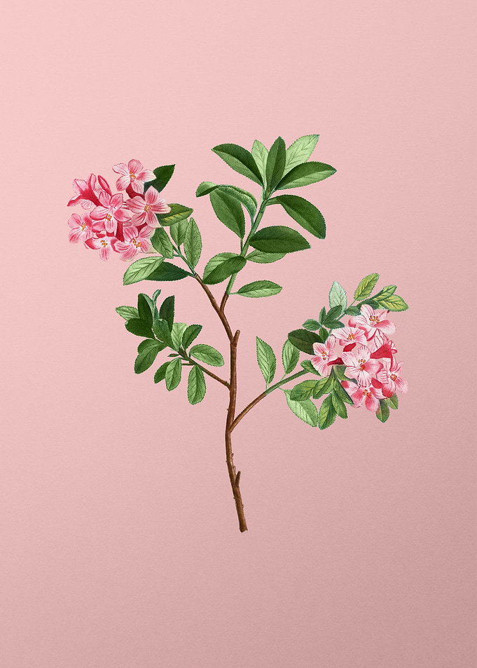 Vintage Pink Flowers