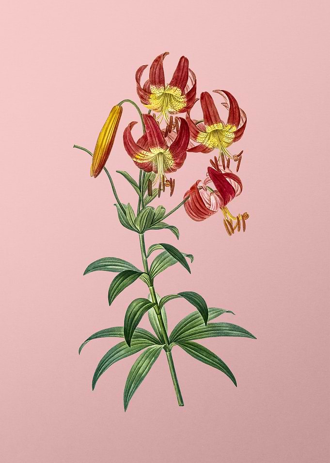 Turban Lily Flower on Pink