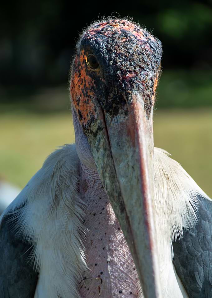 bird marabou