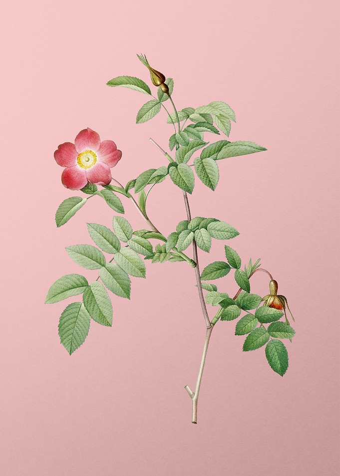 Pink Alpine Rose Flower