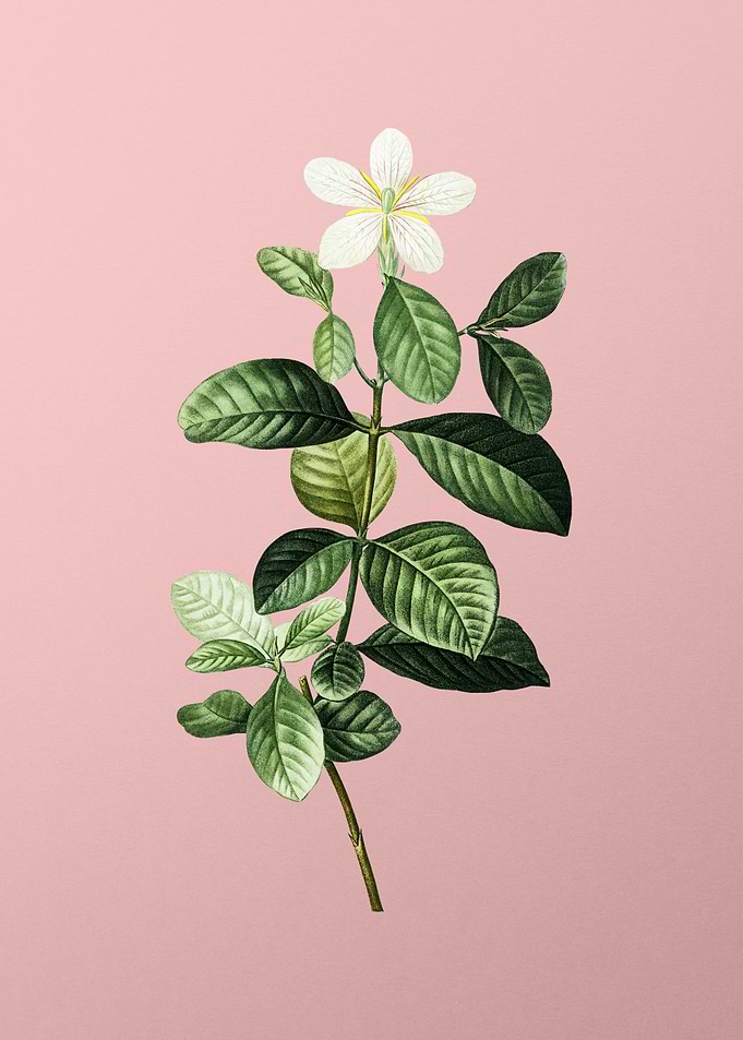 Vintage White Flower Pink