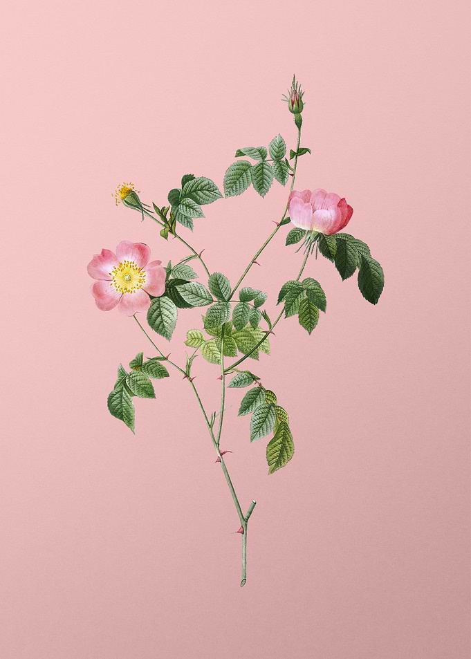 Pink Austrian Copper Rose