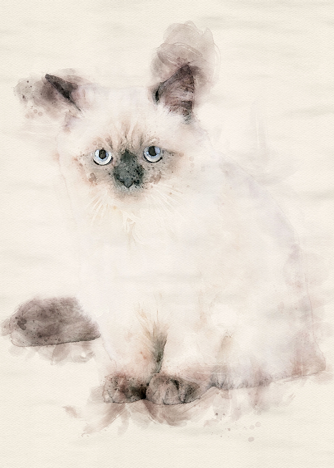 Color Point Cat