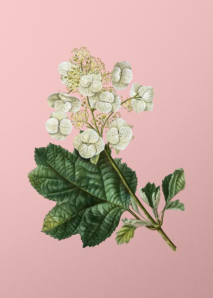 White Flower on Pink
