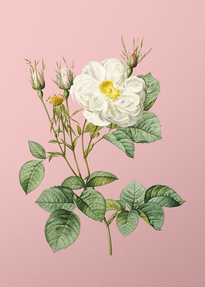White Rose of York on Pink