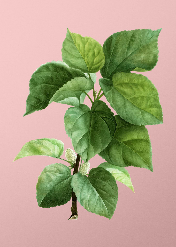 Antique Botanical on Pink