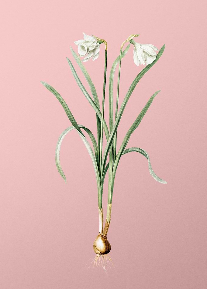 Narcissus Candidissimus