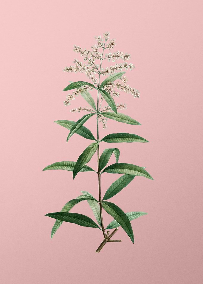 Vintage Botanical on Pink