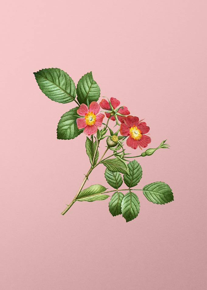Red and Pink Flowers