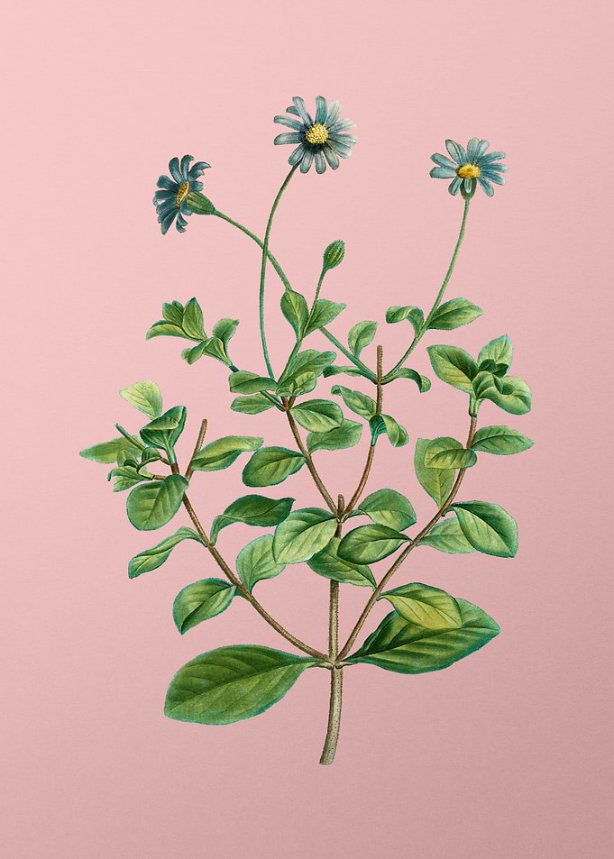 Vintage Blue Flower Pink