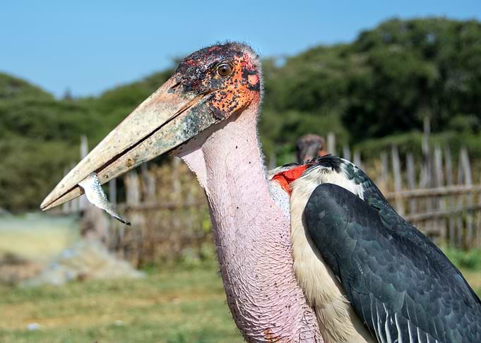 marabou feeding
