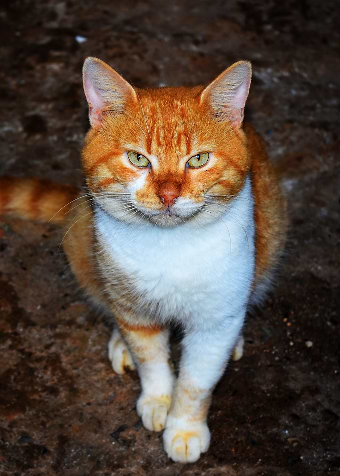 Orange Cat Portrait
