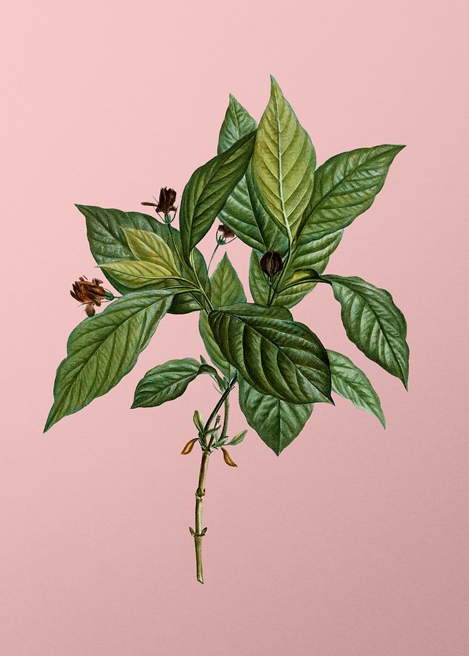 Vintage Botanical on Pink