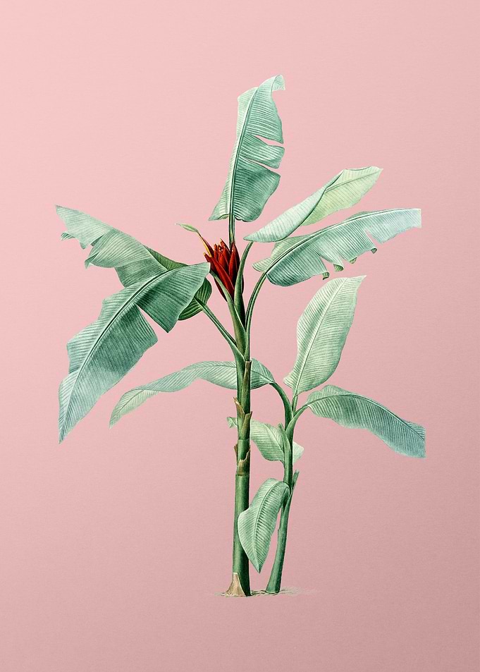 Scarlet Banana on Pink