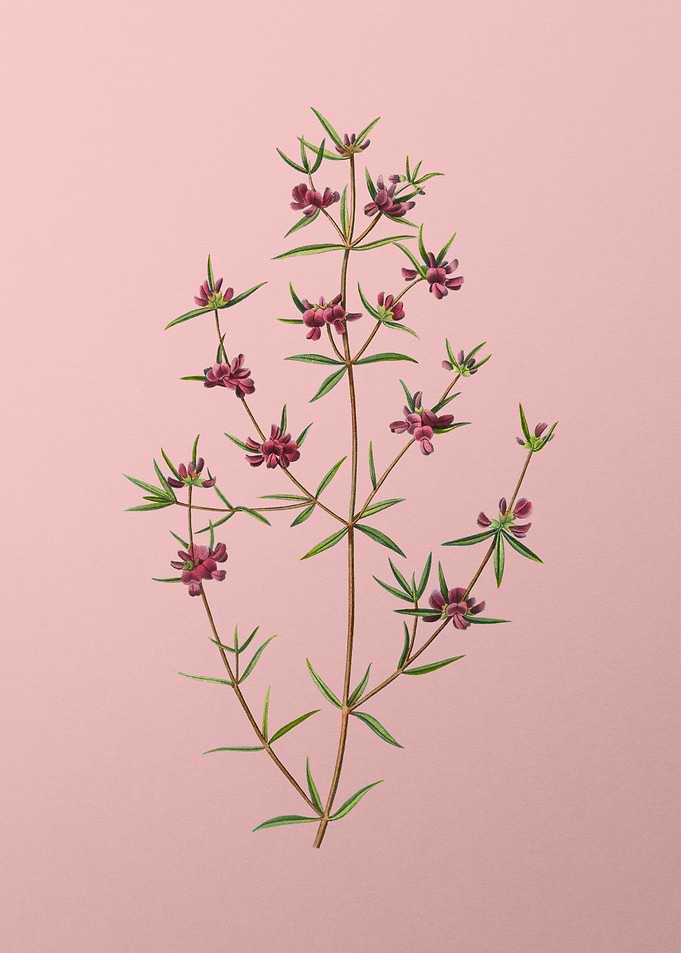 Vintage Pink Flowers