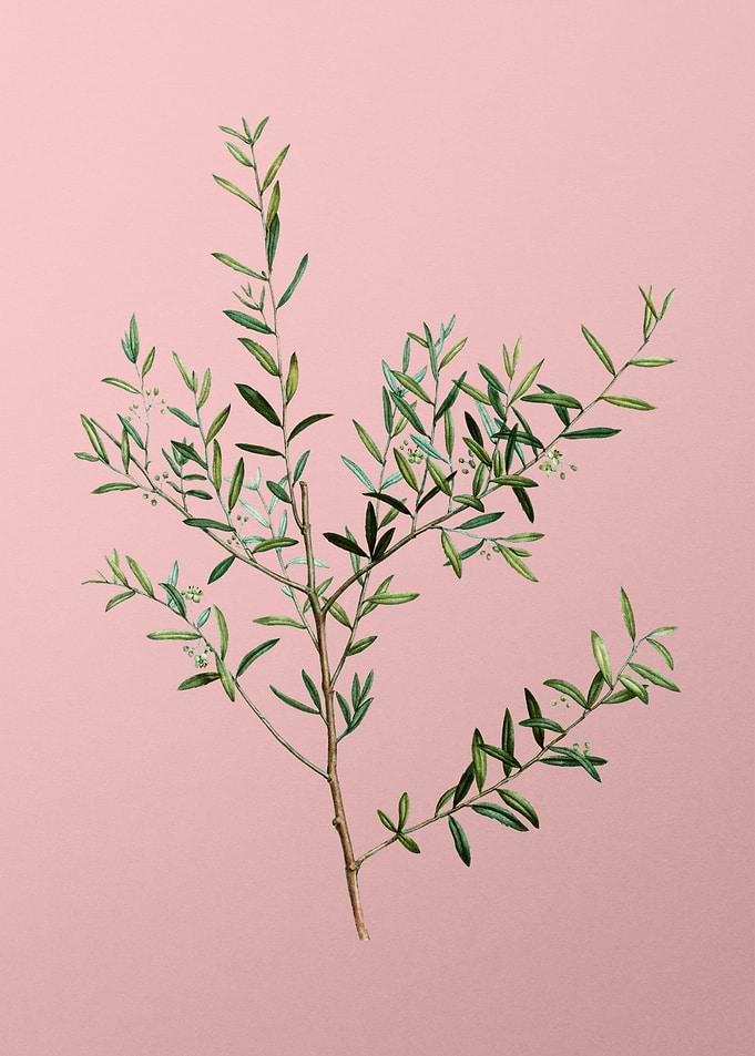 Vintage Botanical on Pink