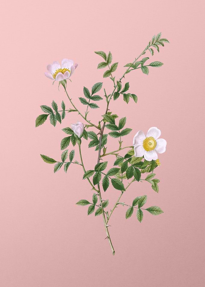 Pink Hedge Rose in Bloom