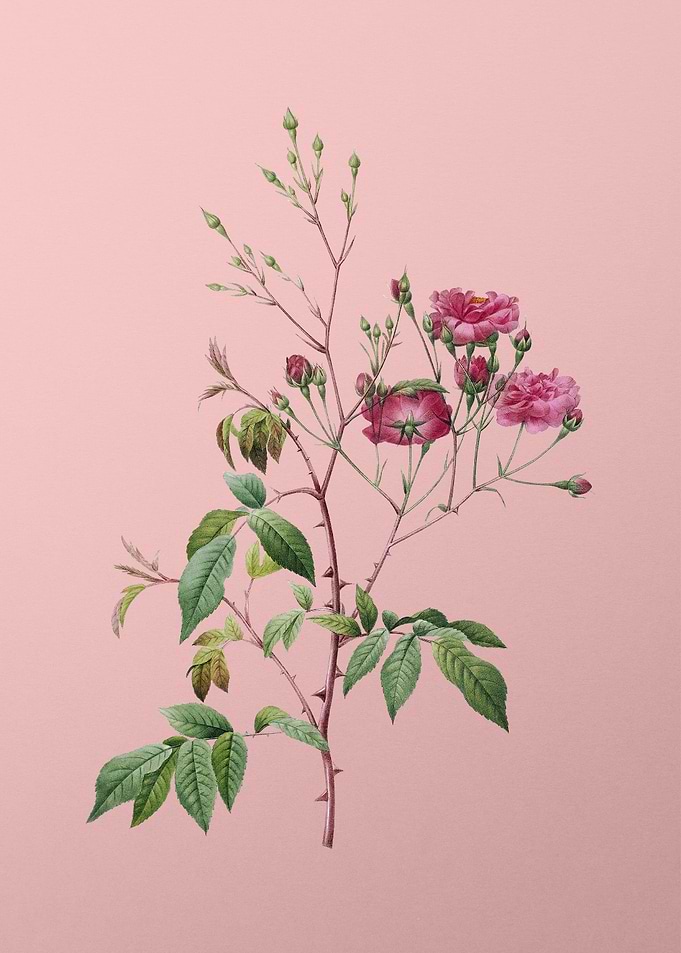 Pink Noisette Roses