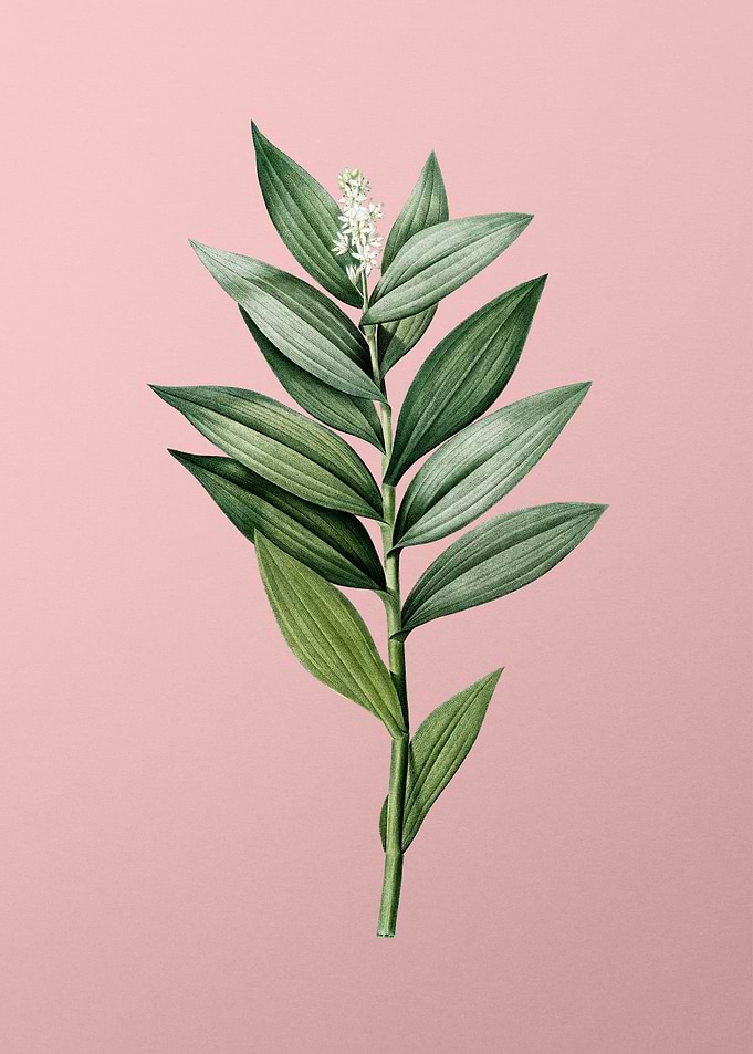Smilacina Stellata on Pink