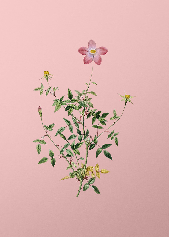Single Dwarf Chinese Rose