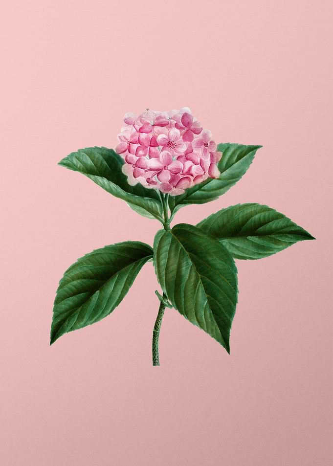 Vintage Pink Flowers