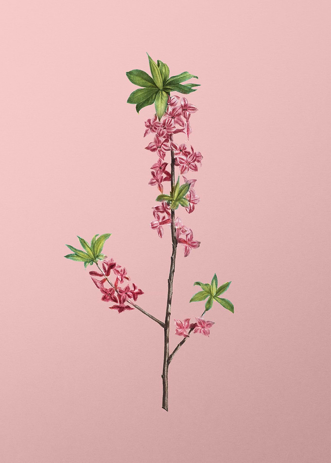 Vintage Pink Flowers