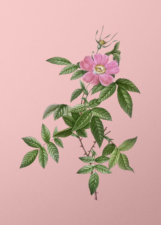 Pink Boursault Rose